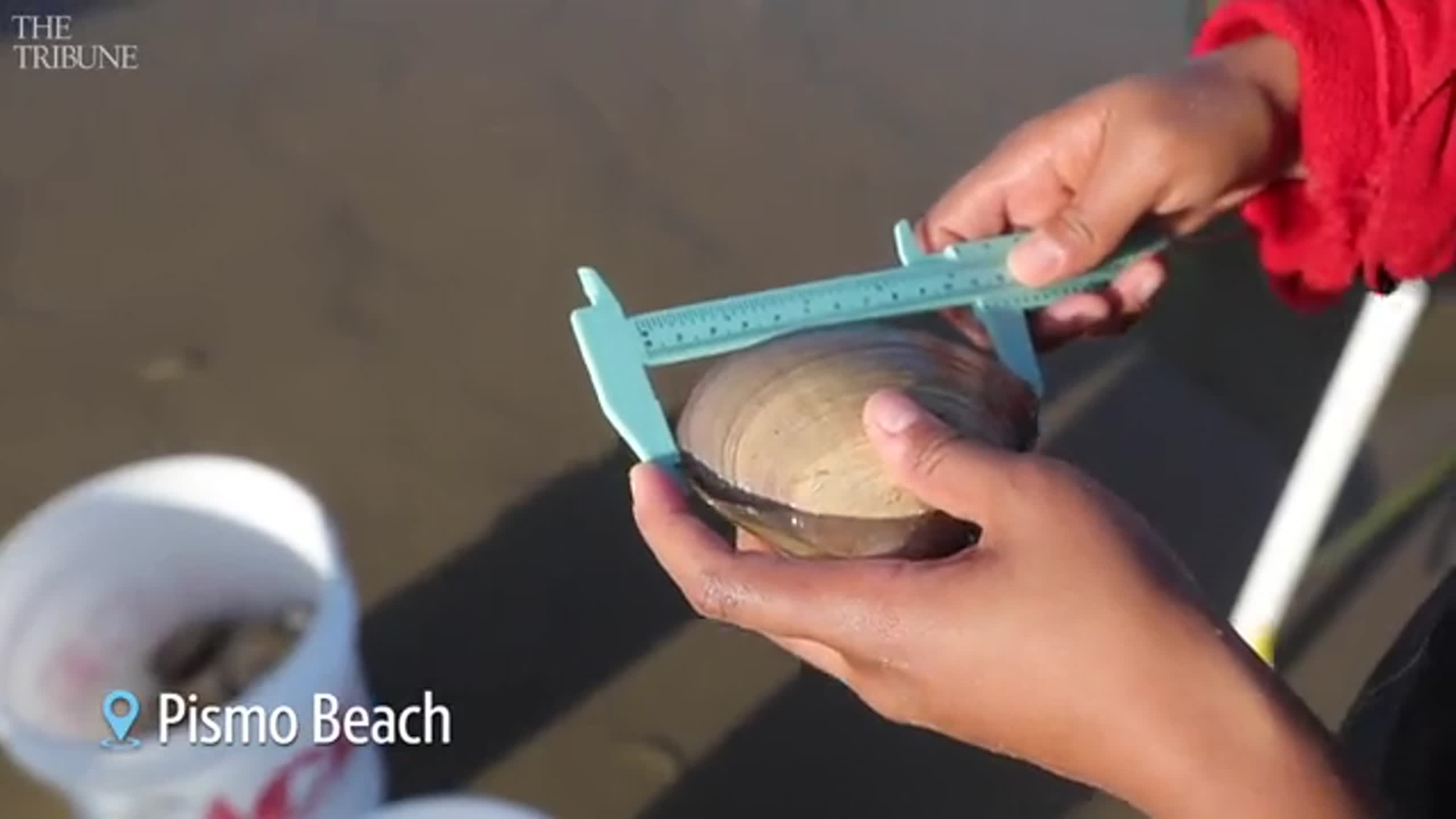 See Cal Poly students conduct survey of Pismo clam population