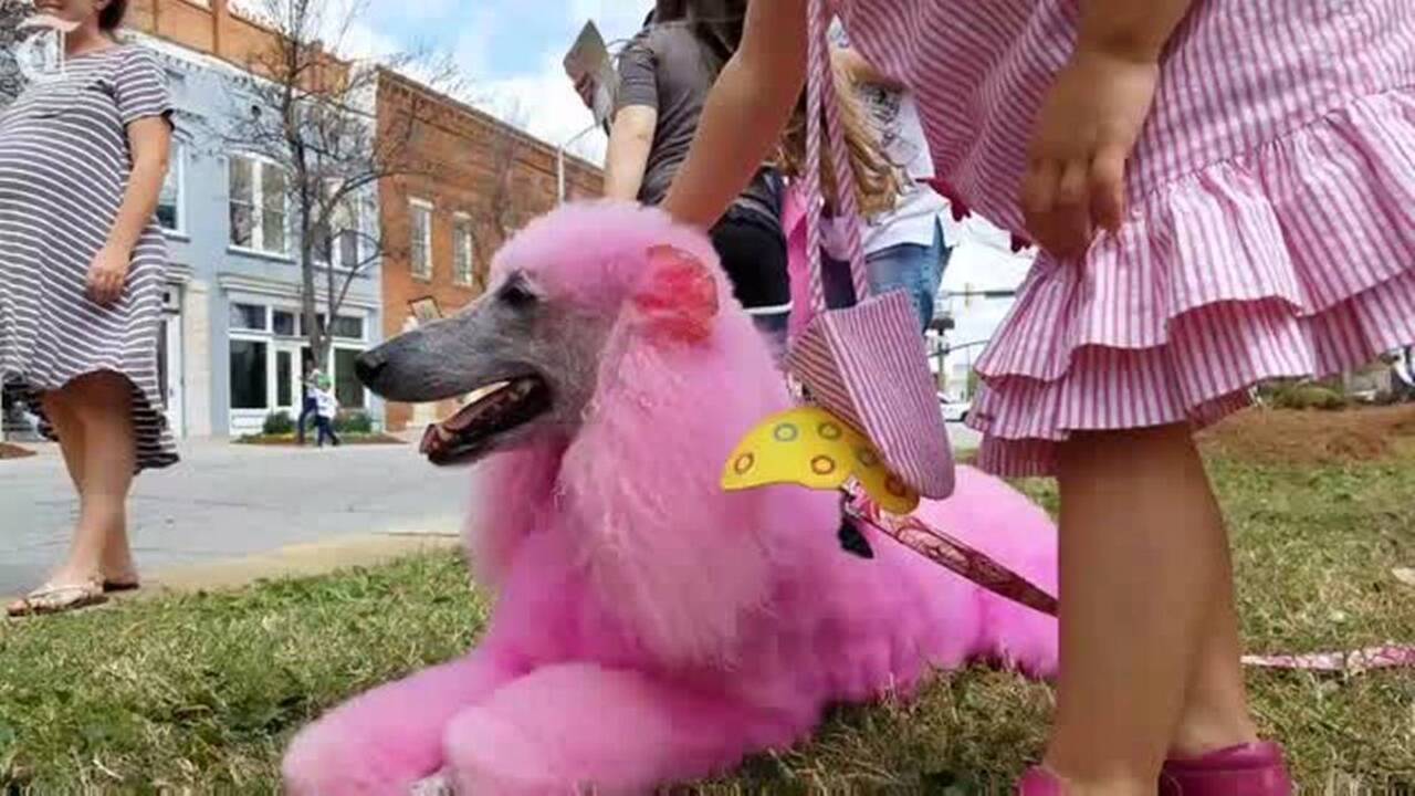 5 free events you don't want to miss at the Cherry Blossom Festival in Macon