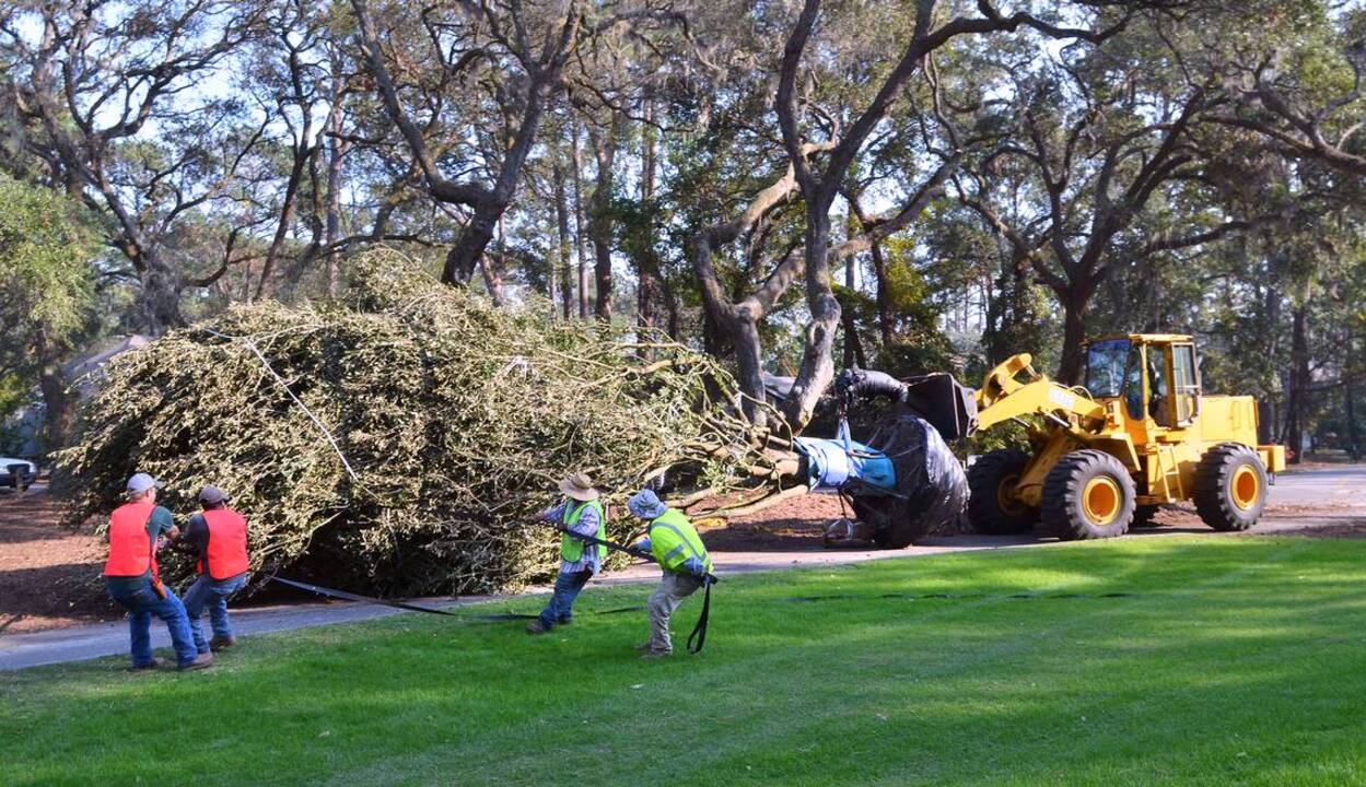 A week after reopening, replacement trees are going up at Harbour Town