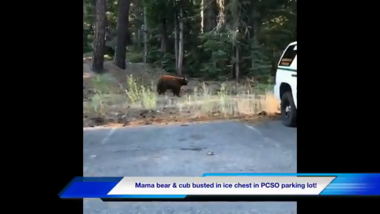 Mother bear and baby bear seen playing in North Lake Tahoe