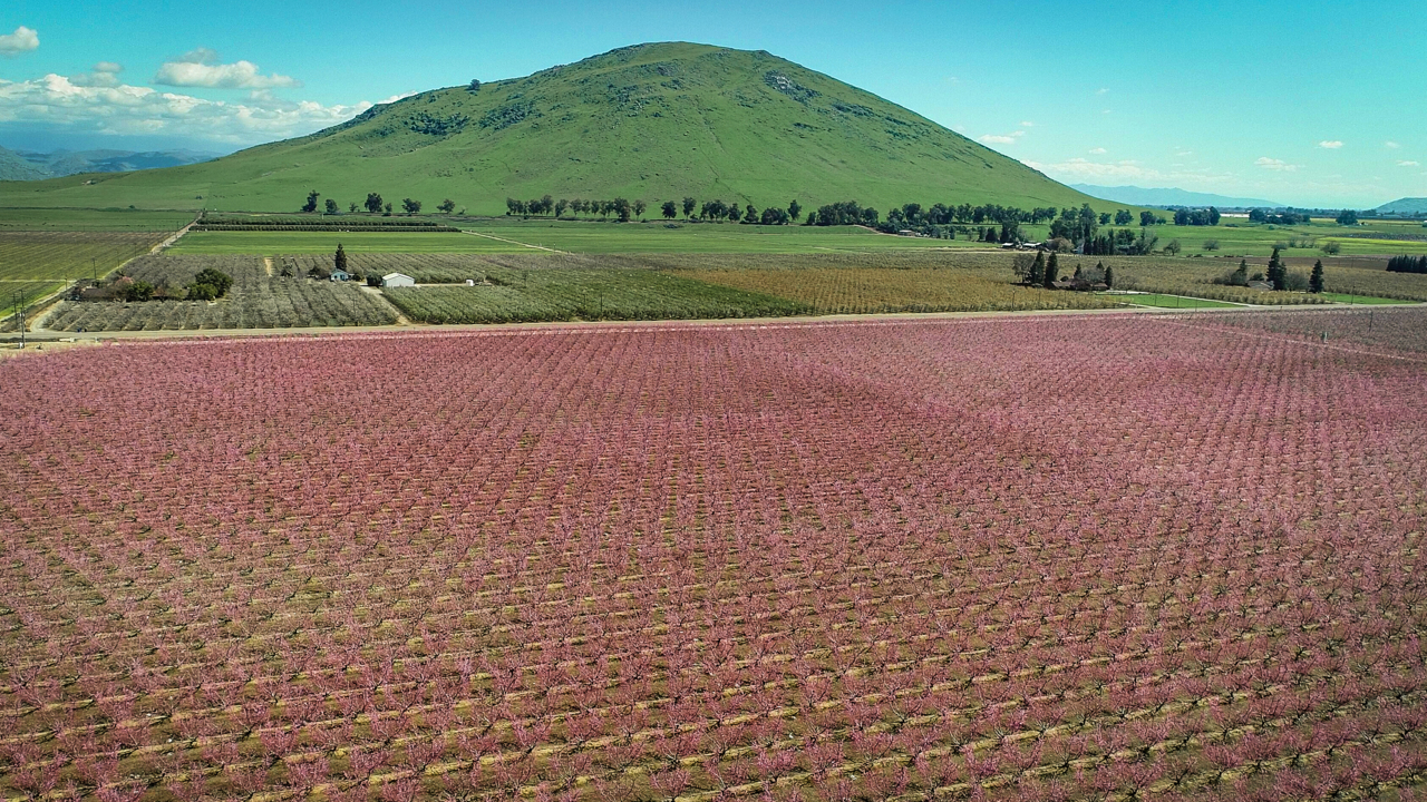 See colorful blossom orchard trees near Sanger in this drone video