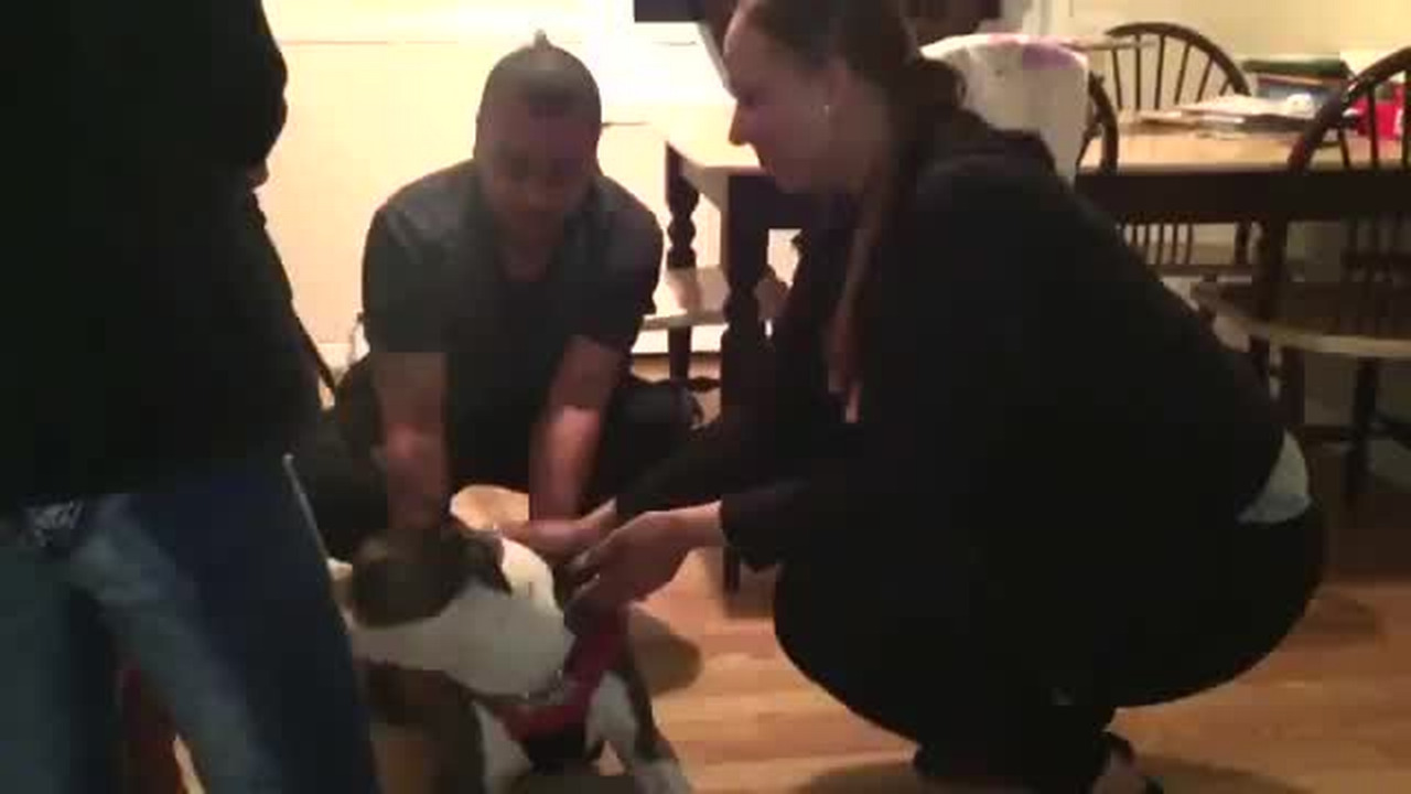 Delighted doggy: Family reunited with pit bull lost 3 years ago