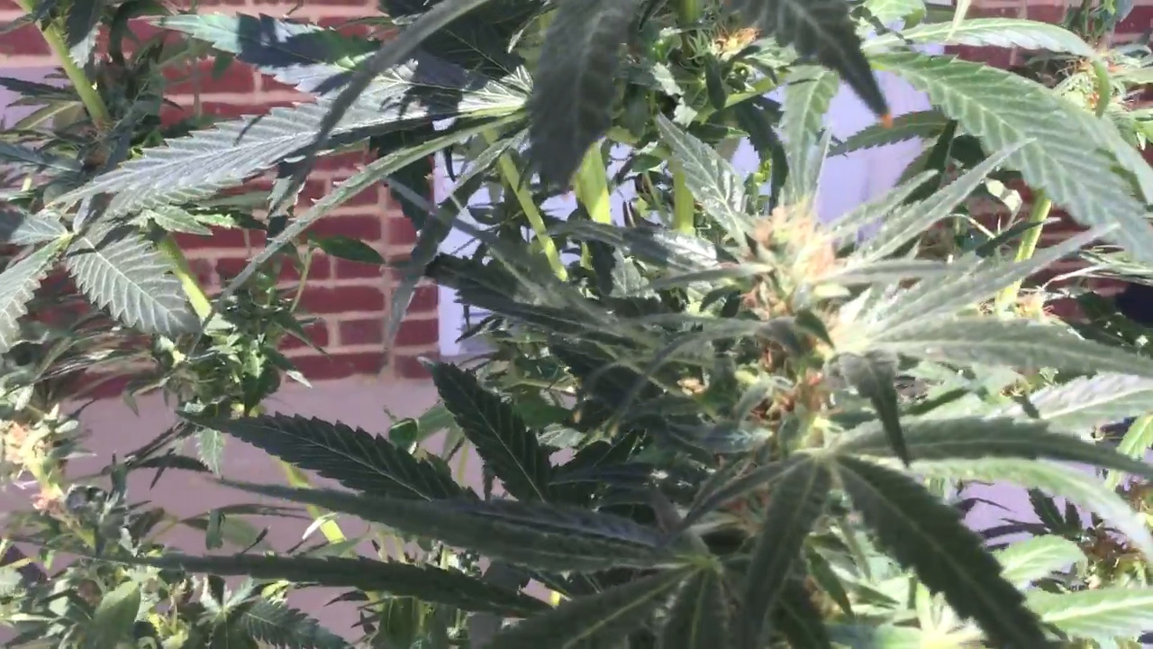 Marijuana banking bill might have easier time passing Senate with these new hemp rules