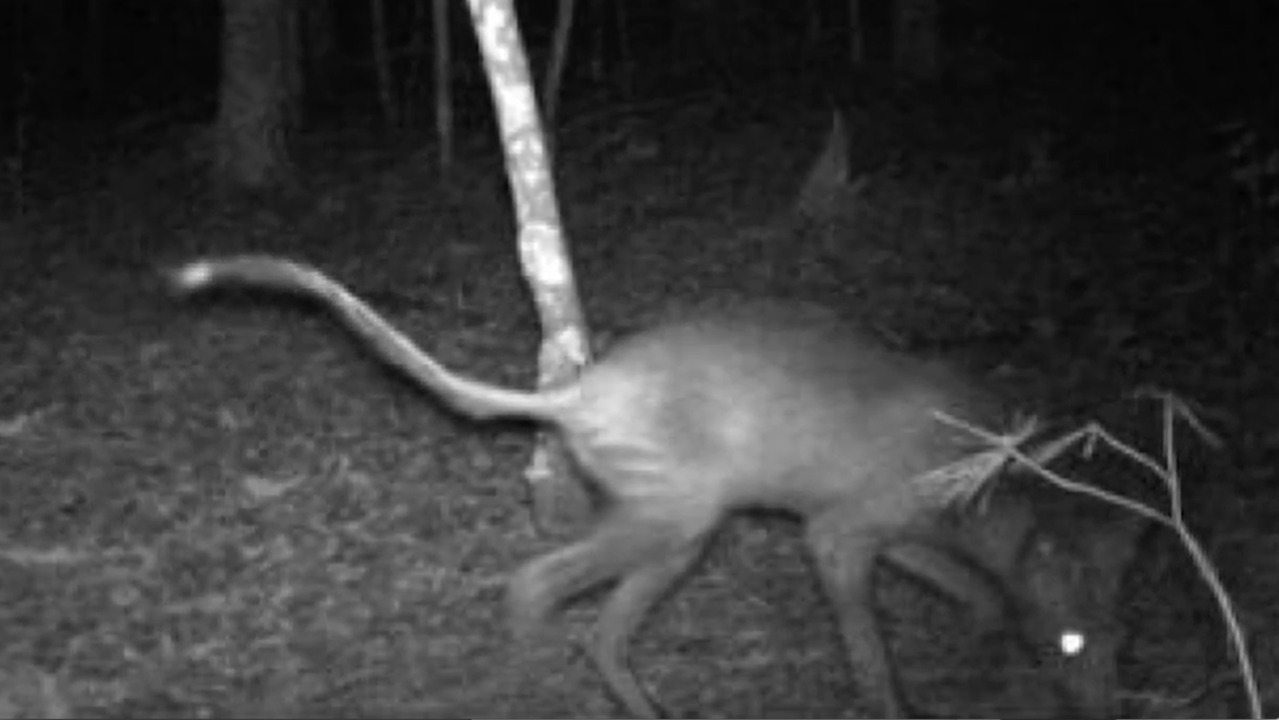 Was it a chupacabra? NC biologists try to identify spooky creature seen in the dark