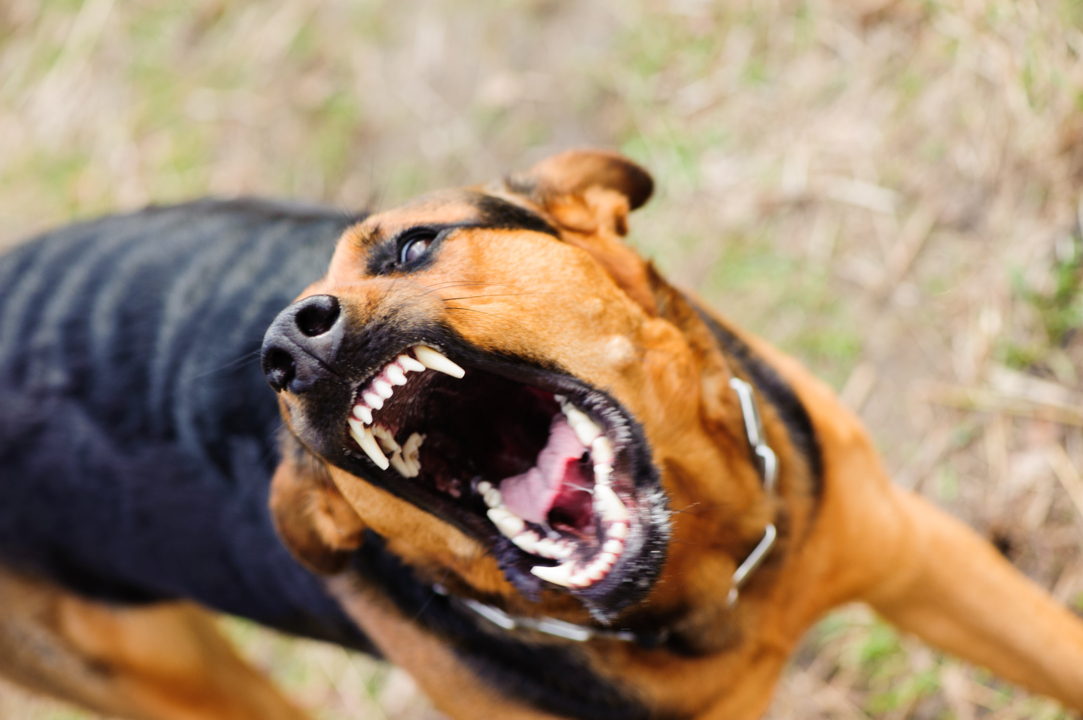 What to do if a dog attacks you