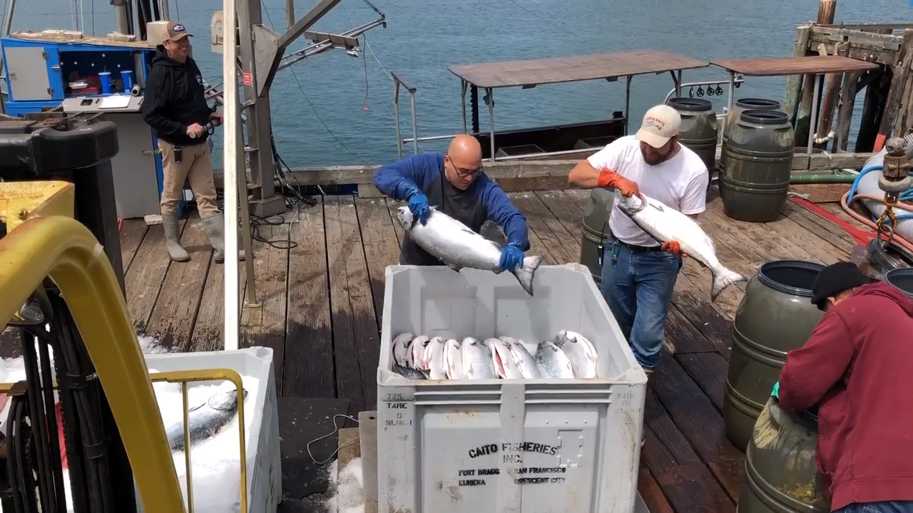 Heads up, salmon lovers: Epic catch brings tons of fresh fish to the Central Coast