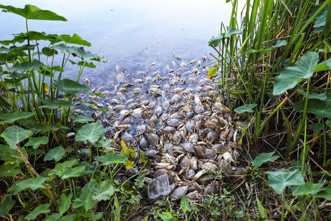 Hundreds of Blue Crabs mysteriously dumped in the Chattahoochee River