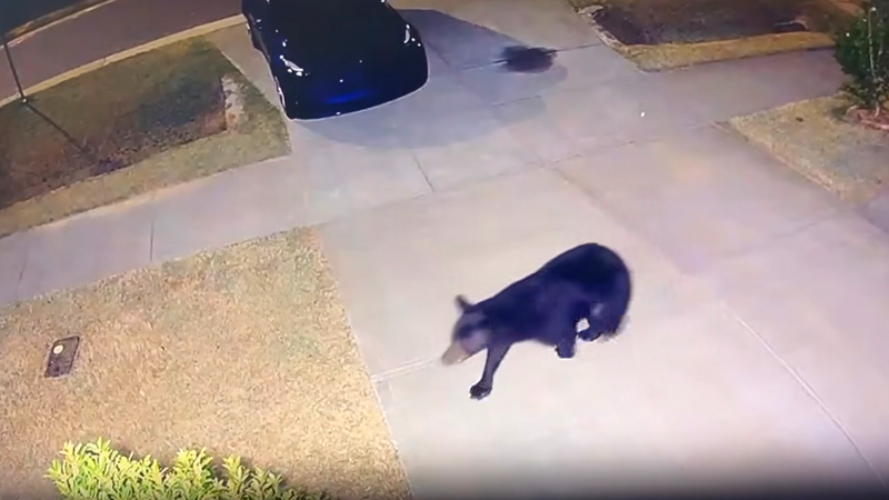 A bear was recently spotted wandering in a Durham neighborhood