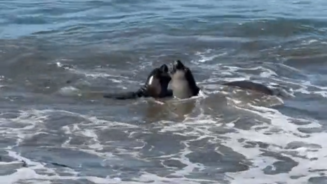 See young elephant seals practice sparring on SLO County beach