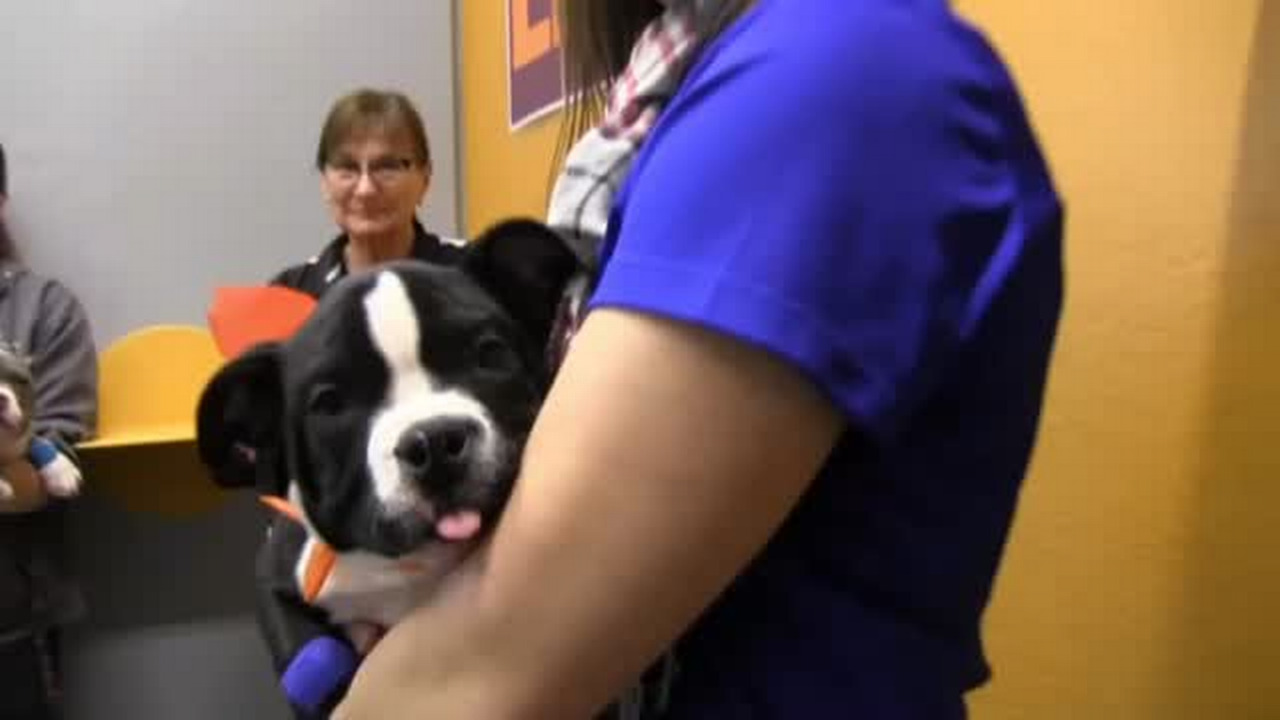 Looking for a date on Tinder? You might find a Puppy Bowl canine instead