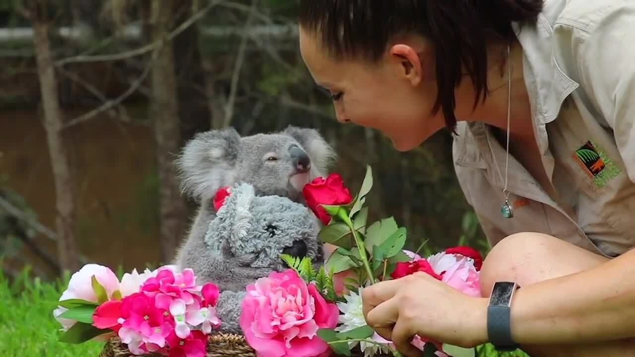 Koala Joey showered with love for her first Valentine’s Day
