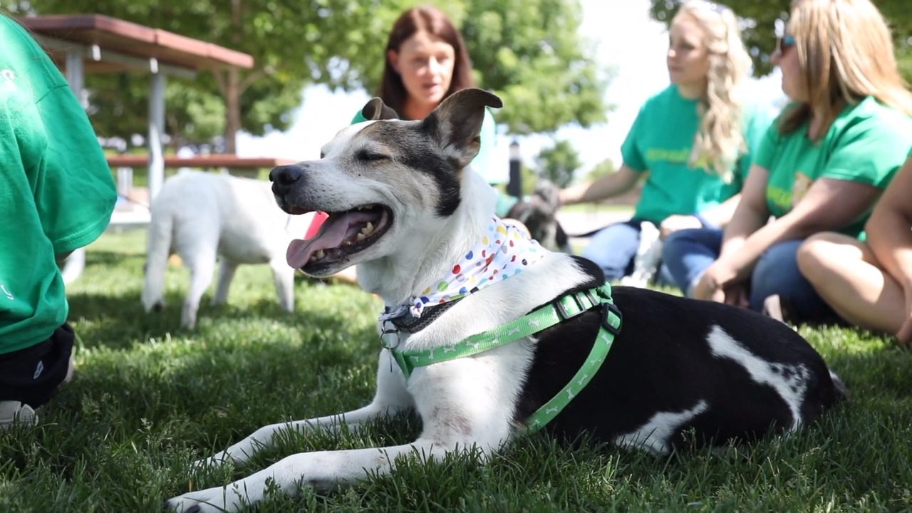 Green Heart Rescue: Adopting a senior dog is rewarding — for dogs and humans.