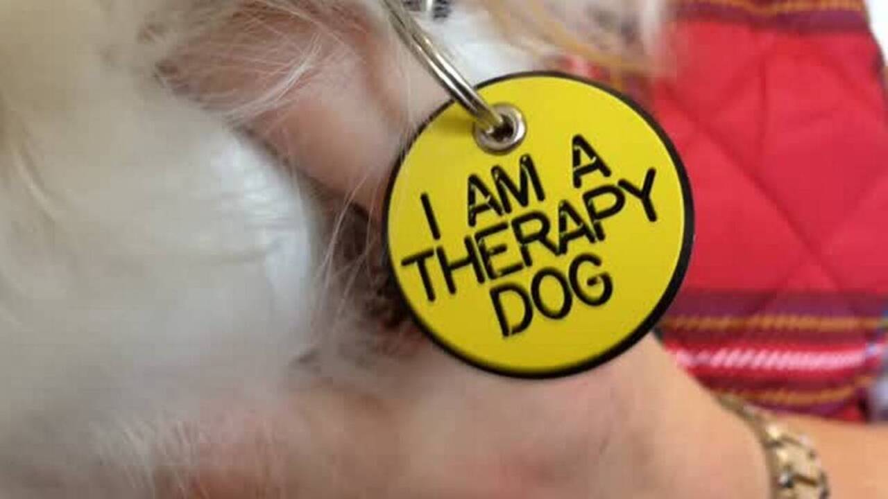 Kids, dogs and books — a winning combination at Paws to Read program in Matthews