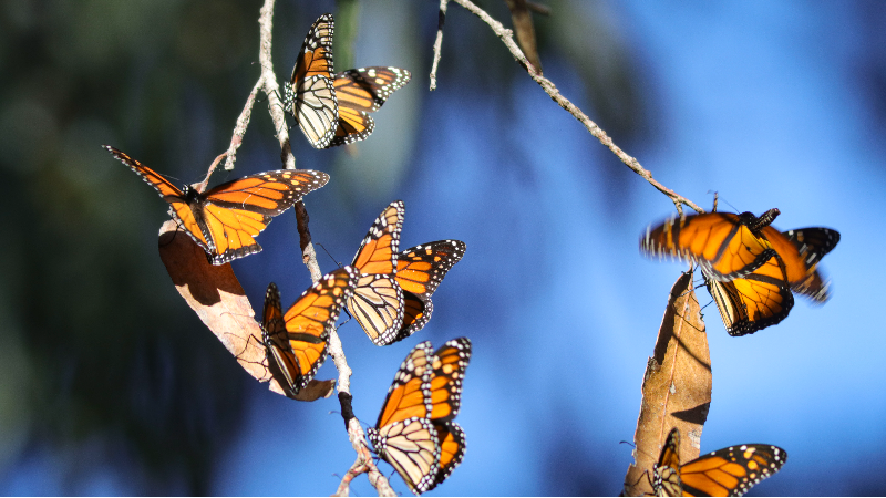 Monarch butterflies return to grove in Pismo Beach