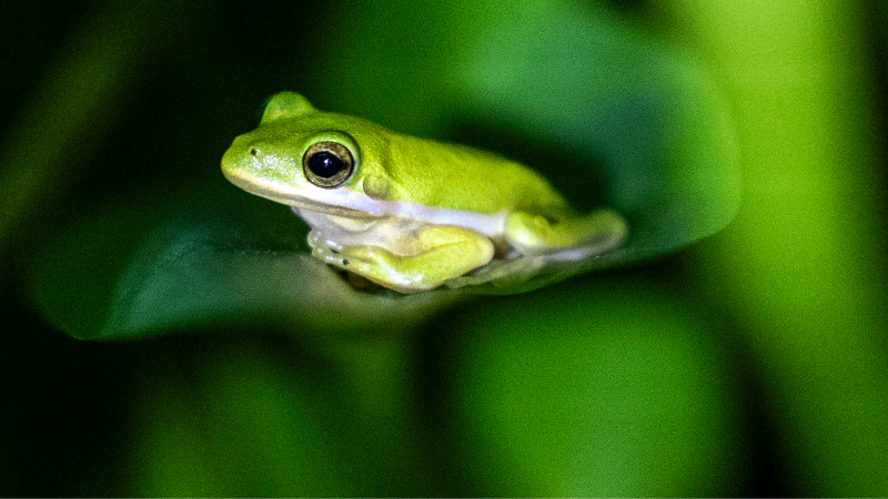 Nighttime frog calls draw visitors to Downtown Cary Park