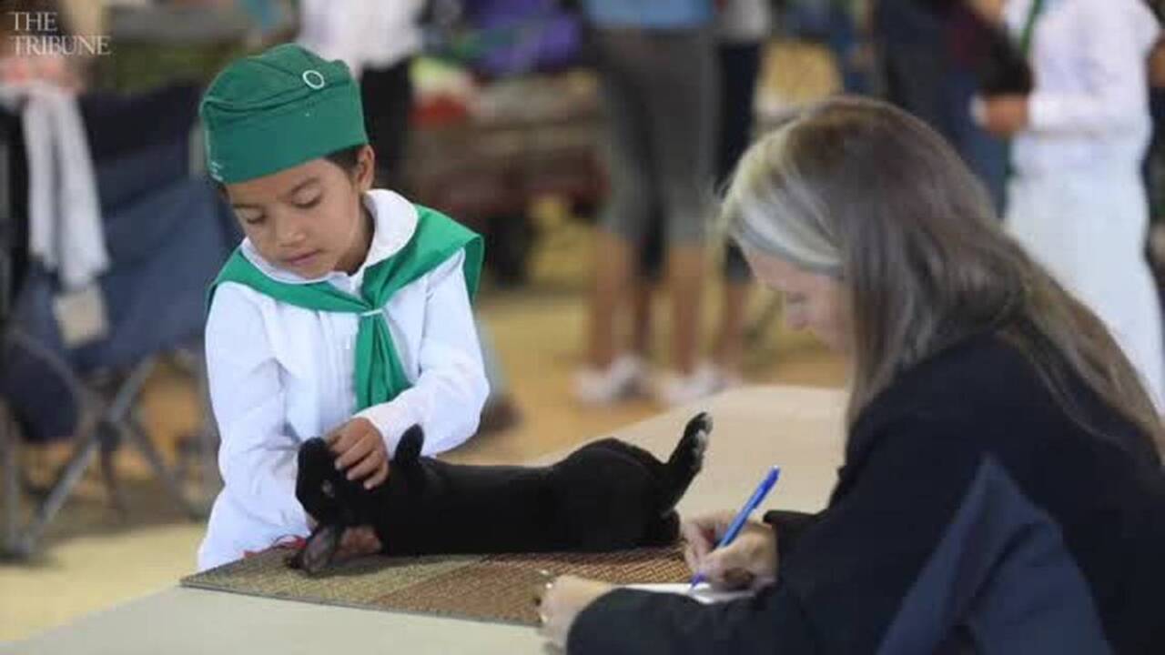 How to show rabbits, according to a 7-year-old Mid-State Fair competitor 