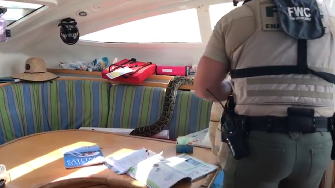 Python removed from catamaran in Biscayne National Park