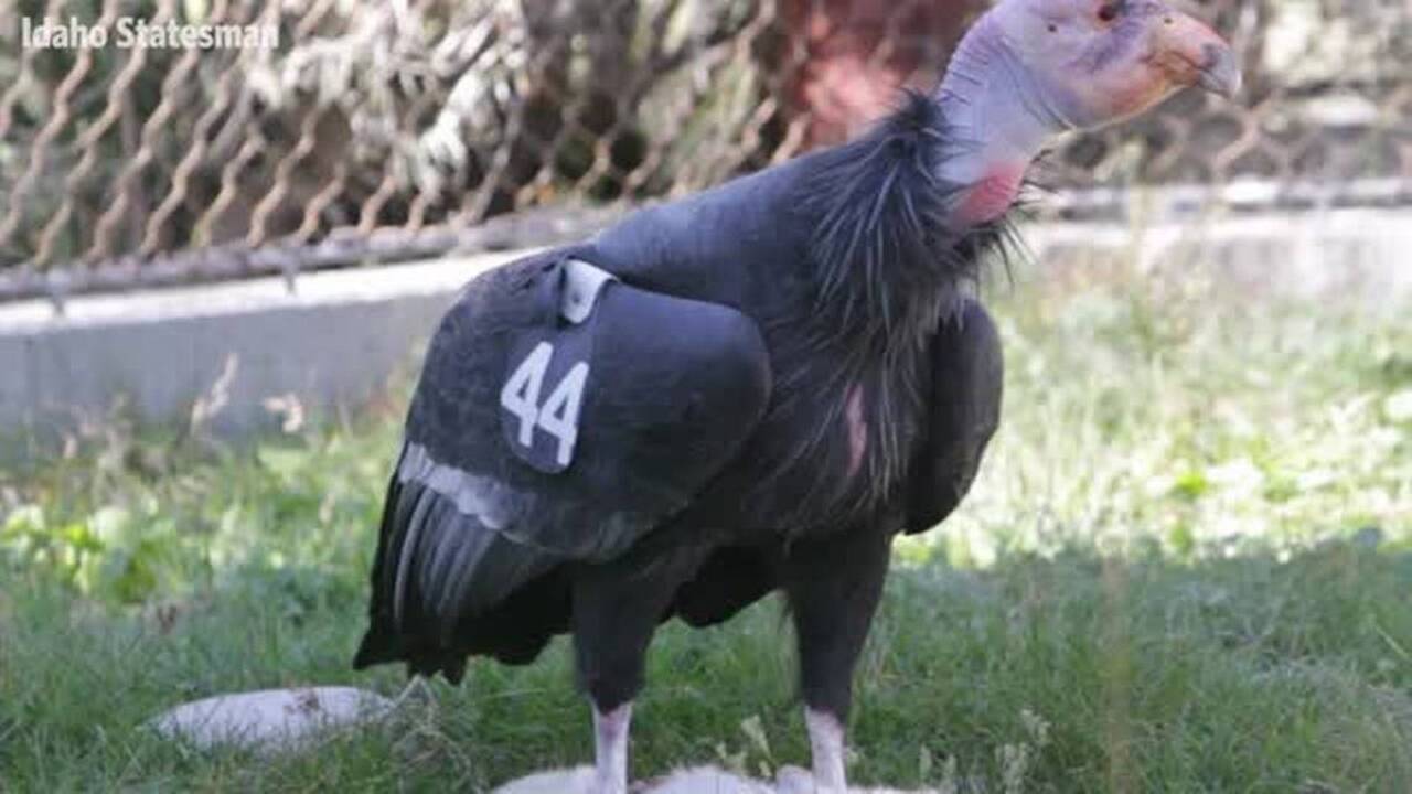 California condor in Boise has a cool role in the history of wild condors