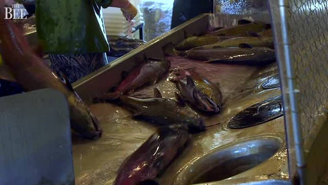 These salmon swim upstream -- to dinner tables