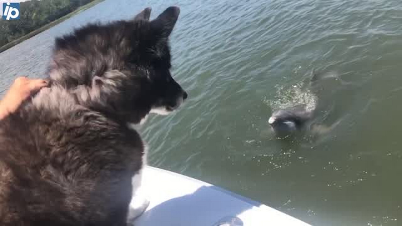 A Hilton Head dolphin and a playful pup become BFFs