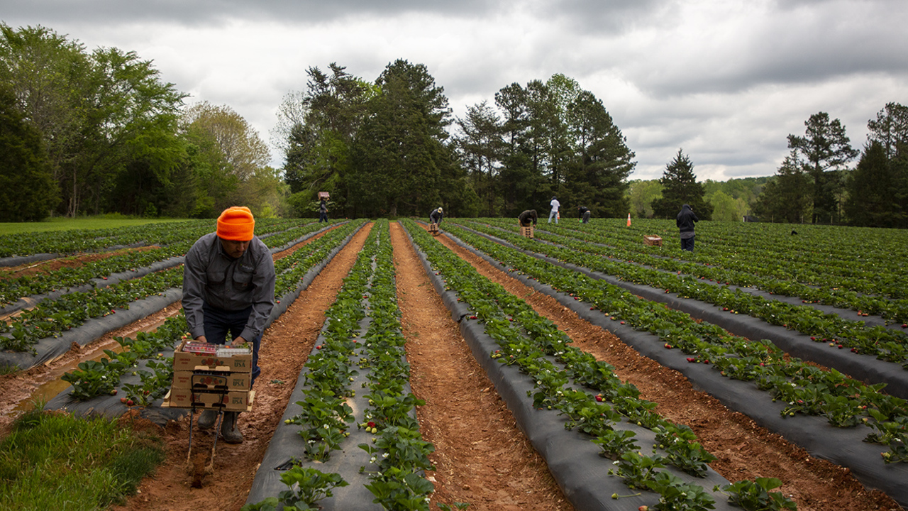 How NC strawberry farms are making U-pick, pre-picked options safe amid coronavirus