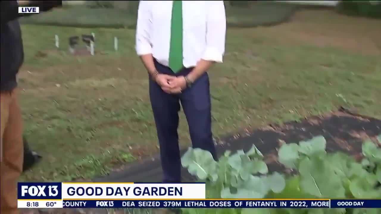 How to protect your plants during a cold snap