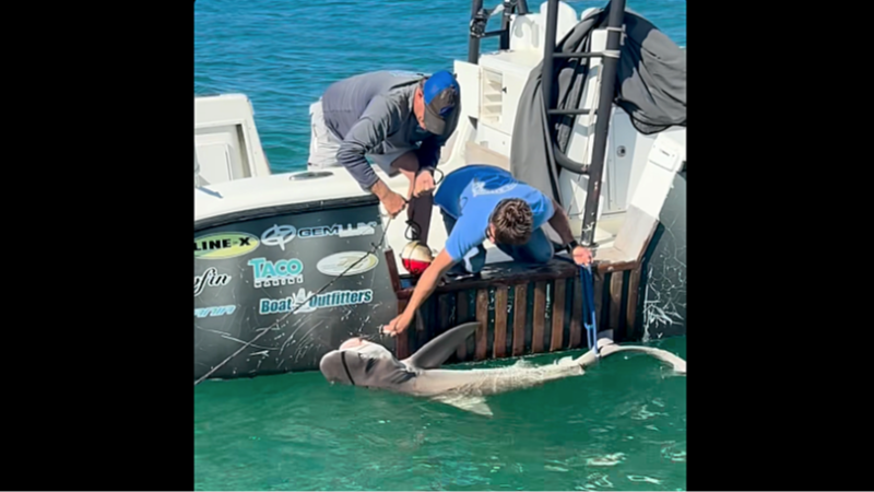 Distressed shark rescued by Manatee Sheriff's marine deputies and Mote Marine