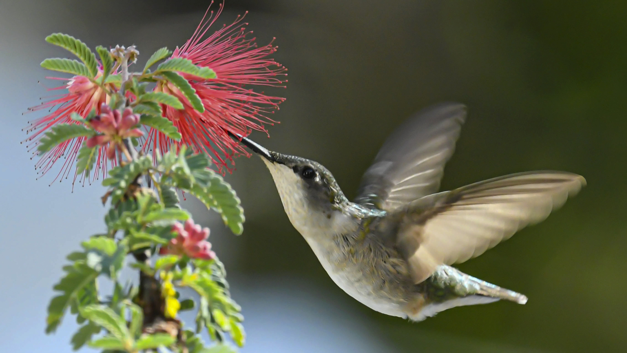 Forget the migration. Hummingbirds are making NC their winter home.