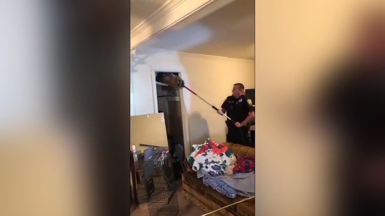 Raccoon and its 5 babies fall through living room ceiling, onto couch