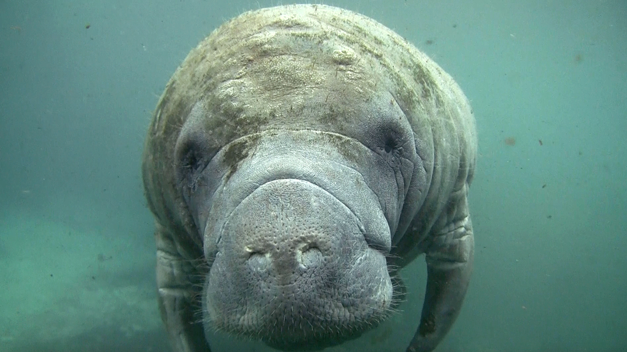 Manatees are starving to death. But Florida doesn’t seem to love them enough to save them | Editorial