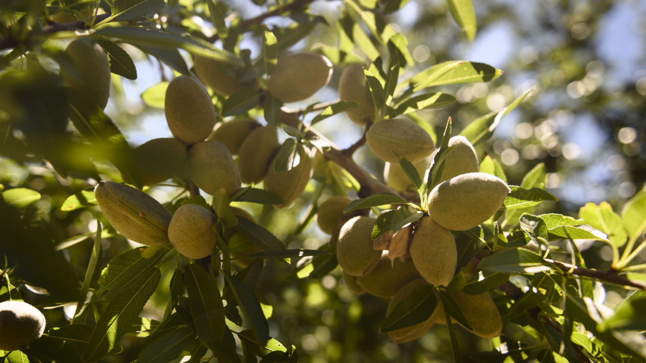 Appetite for California almonds still growing, but farmers feel squeeze from new water rules