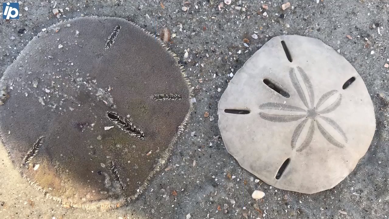 They’re not shells? 10 facts about sand dollars — and how killing them could cost you