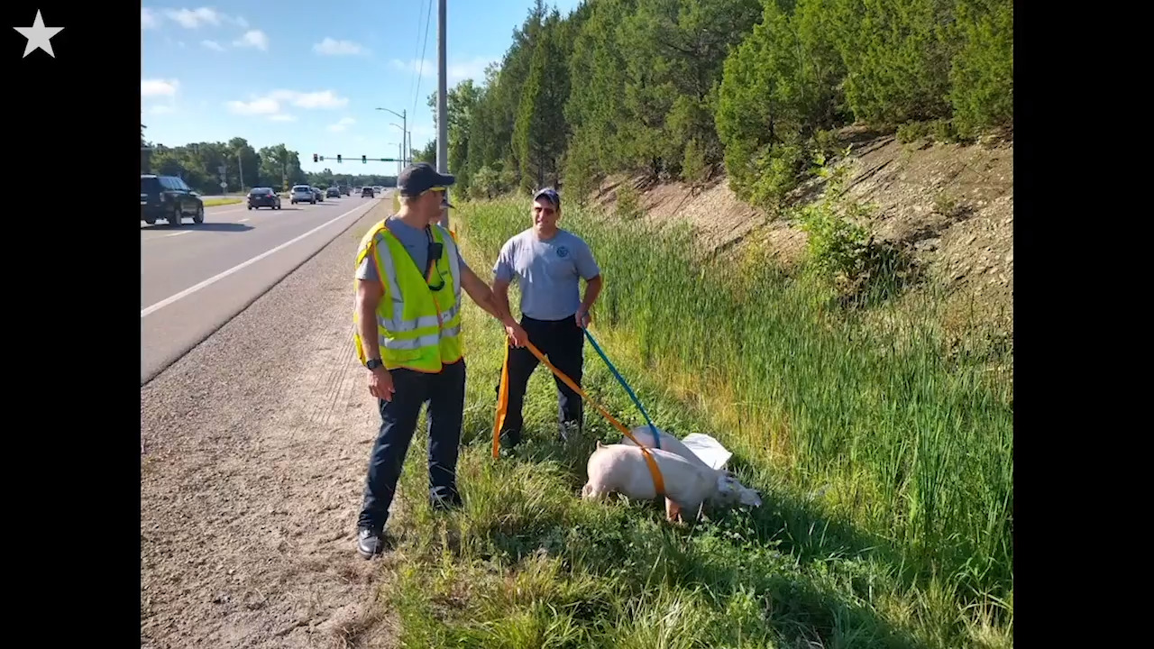 Police radio conversation about pigs leads to misunderstanding that will crack you up