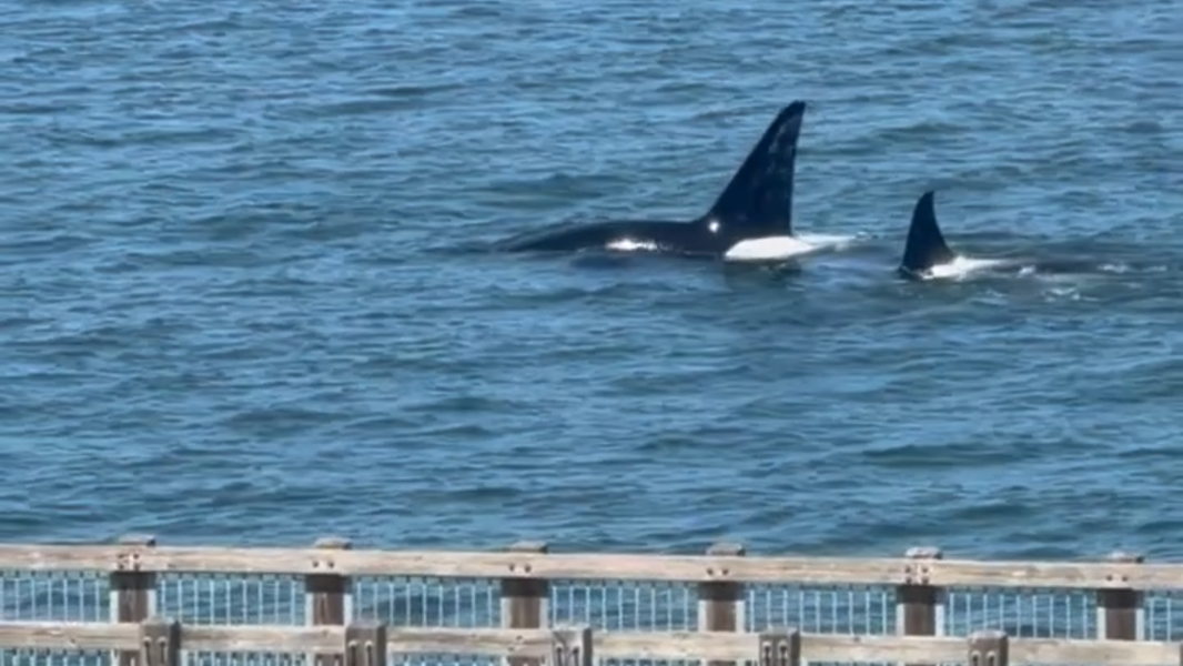Orca whales seen swimming near Boulevard Park in Bellingham Bay