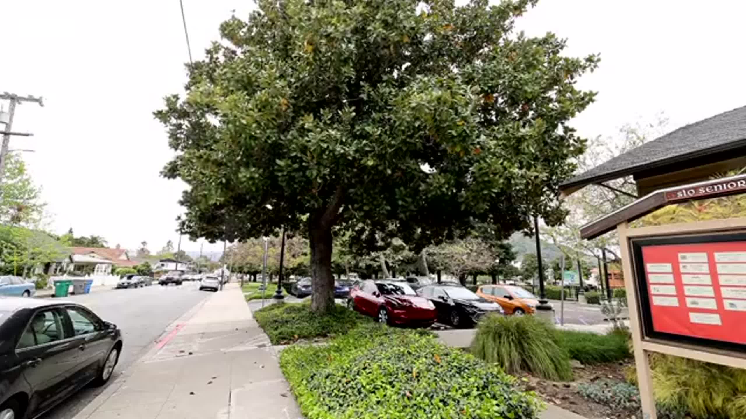 SLO neighbor objects to Mitchell park tree removal