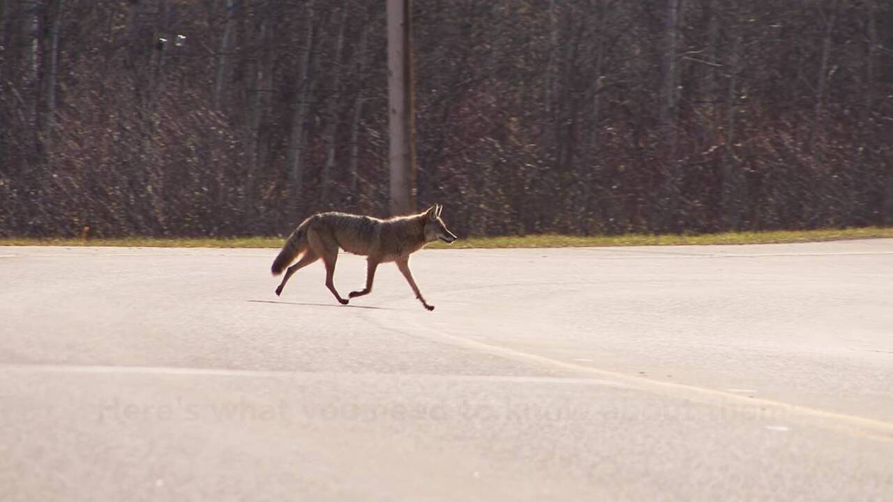 Stop! Don’t shoot that coyote