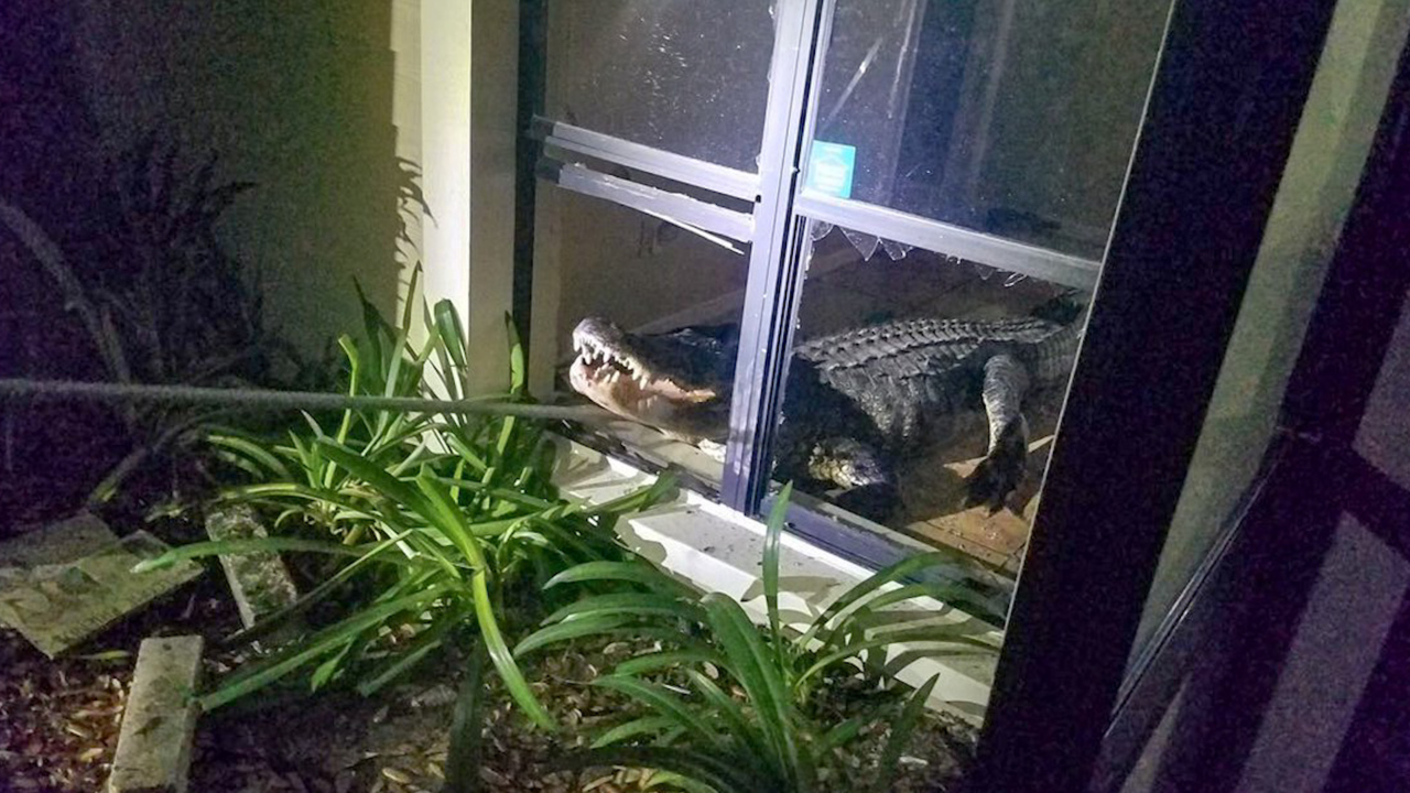 Her insurance didn’t pay when an alligator smashed into her home. But there is help