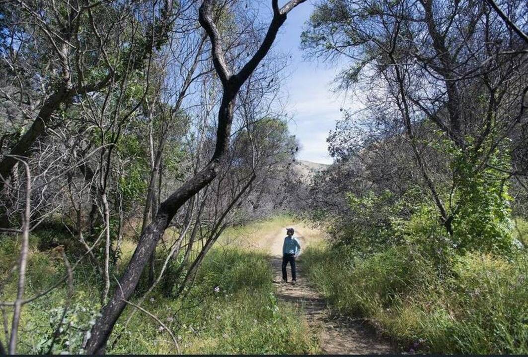 Stebbins Cold Canyon Nature Reserve reopens after fire