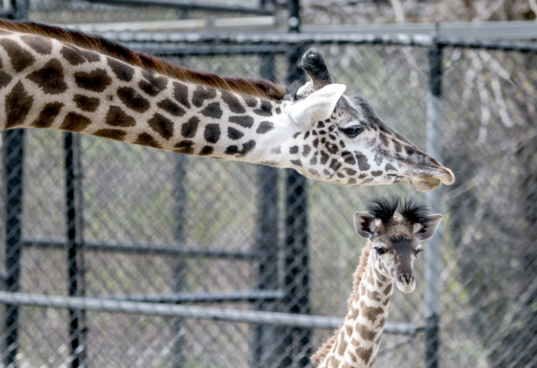 Kansas City Zoo's giraffe Dixie, gorilla Radi die | Kansas City Star
