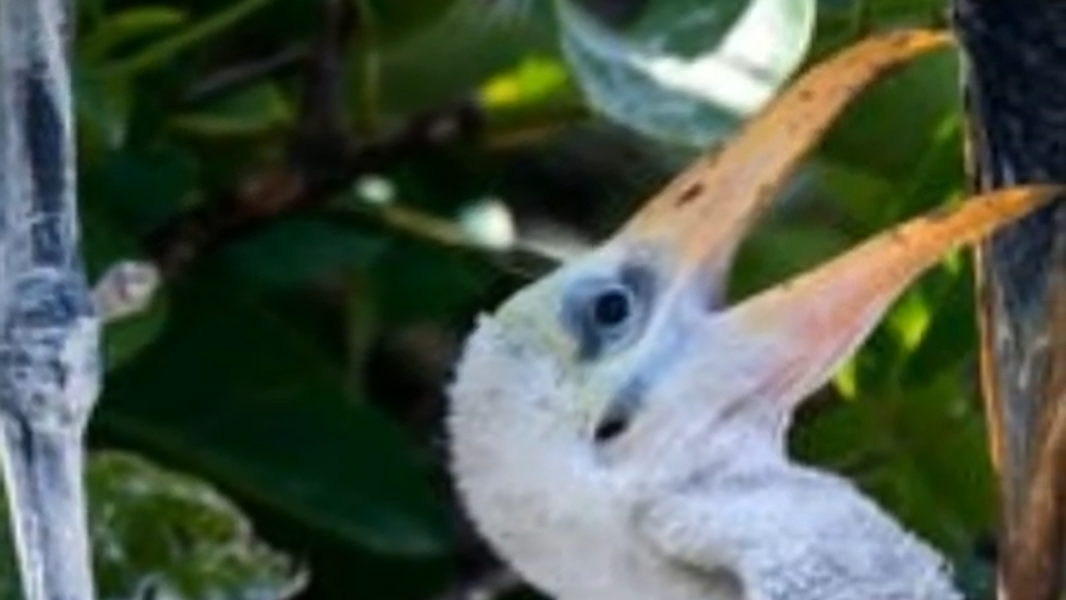 Feds pull nation's only stork off Endangered Species List in Florida