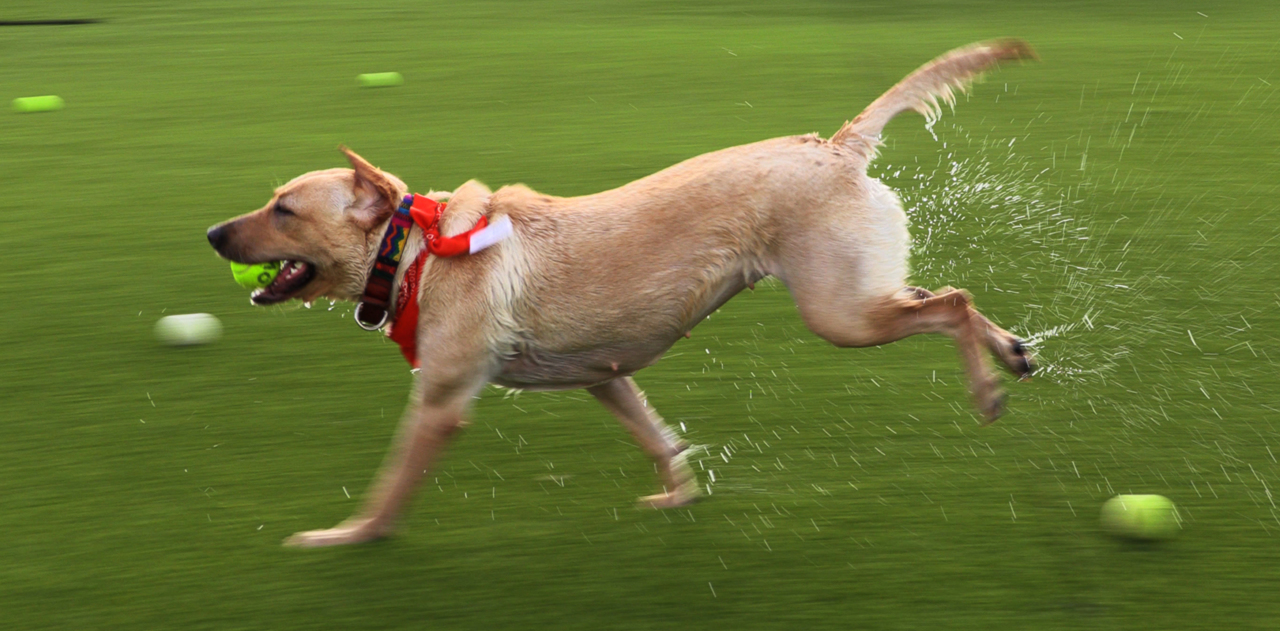 Fetch Park ready to welcome four-legged friends. Here’s a look inside new Columbus business