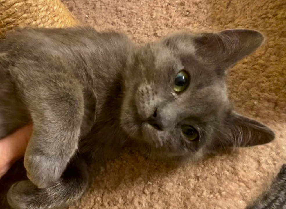 Maska the orphaned kitten learned to love people. Now he needs a new home