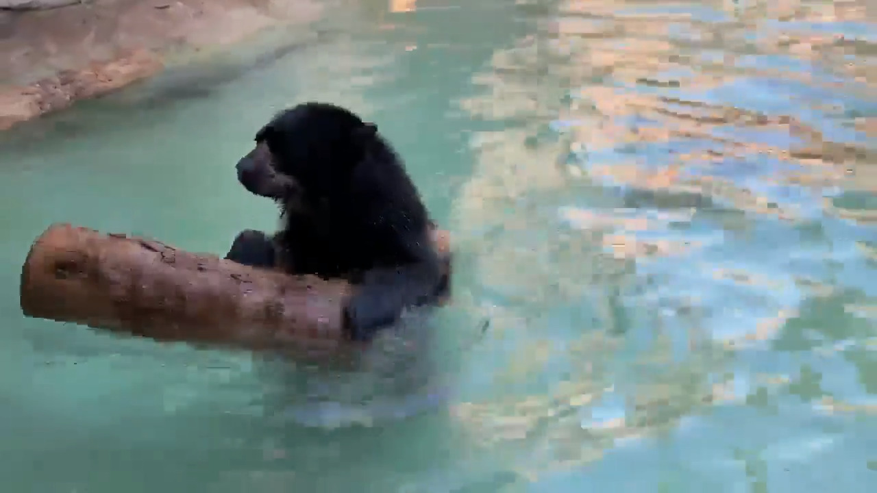 This  bear loves his floaty log