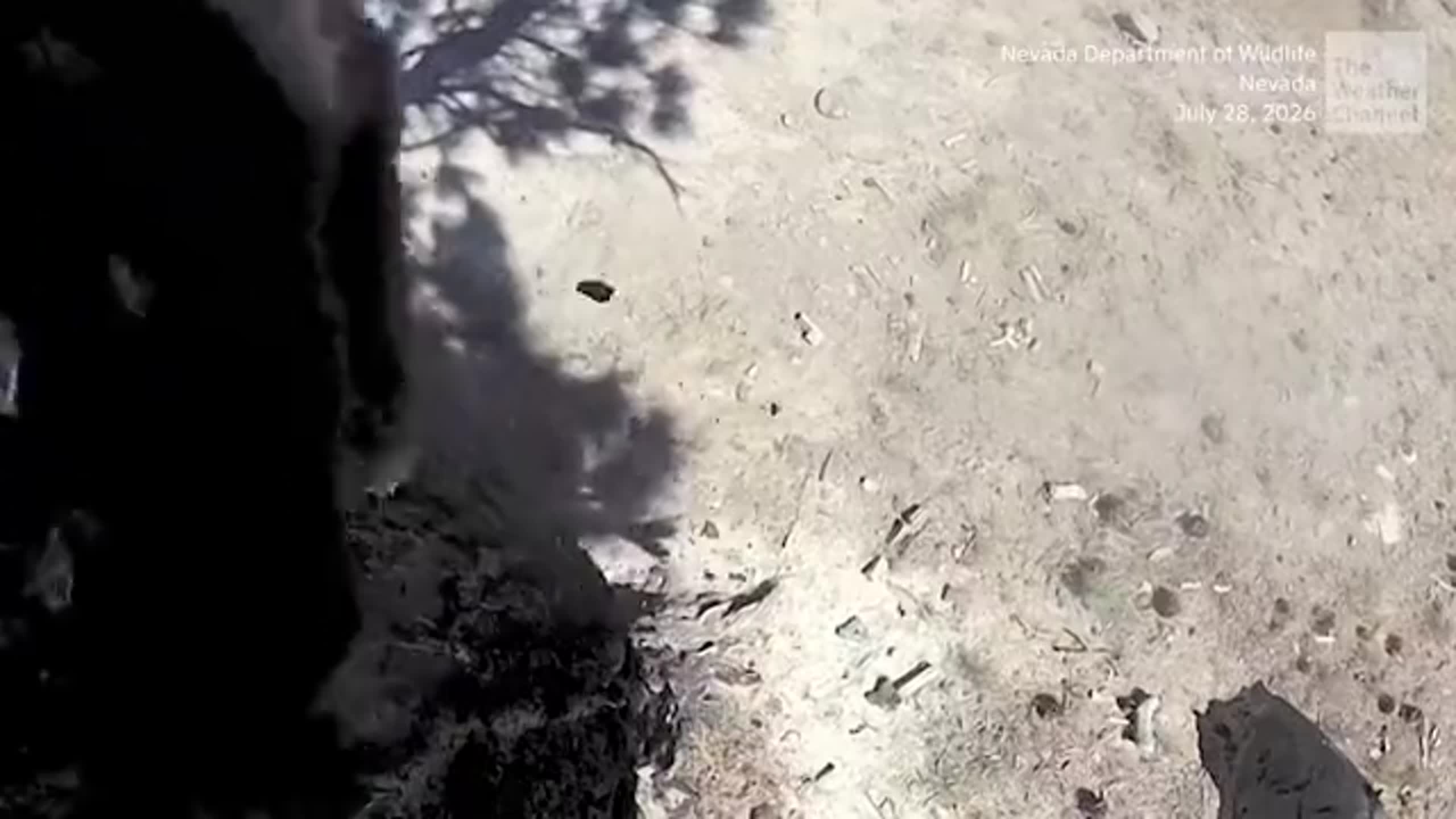 See Lake Tahoe, GoPro-wearing dogs chase bears back into wild