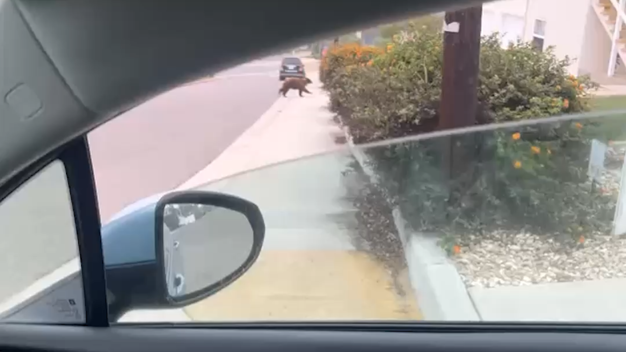 Small bear spotted in SLO County neighborhood