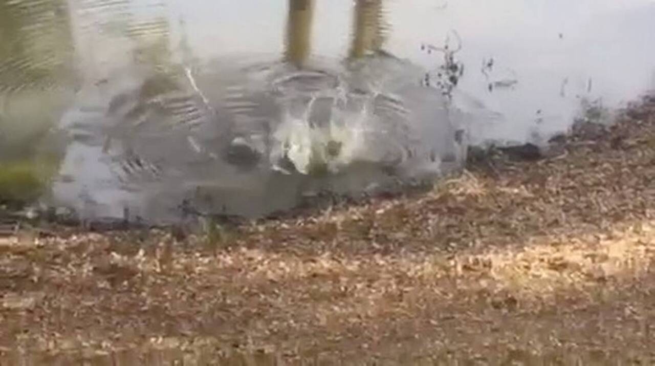 Video shows Hilton Head Island alligator eating another