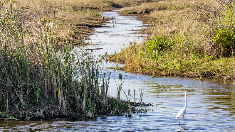 With a dry Everglades, airboats run out of the canal