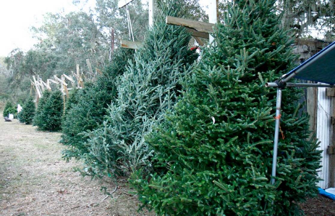 Cut your own or pre-cut, here’s a guide to choosing your Lowcountry Christmas tree