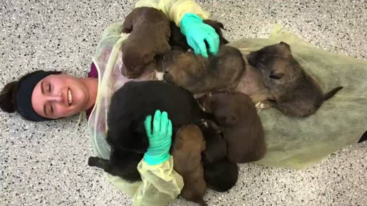 Owning dogs may be great for your heart and lower risk of death, new study says