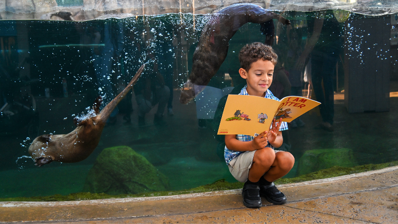 Otters at Mote Marine are stars in new Sarasota reading program
